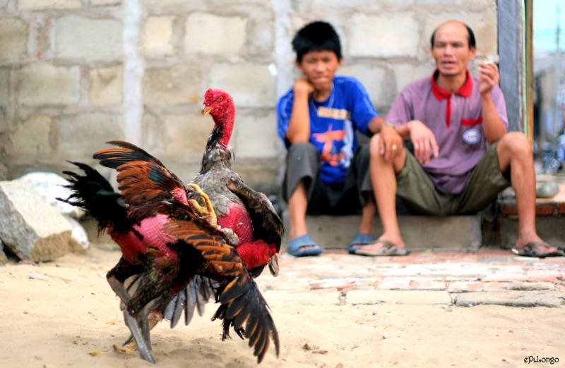 Lựa chọn gà khmer dựa trên ngoại hình