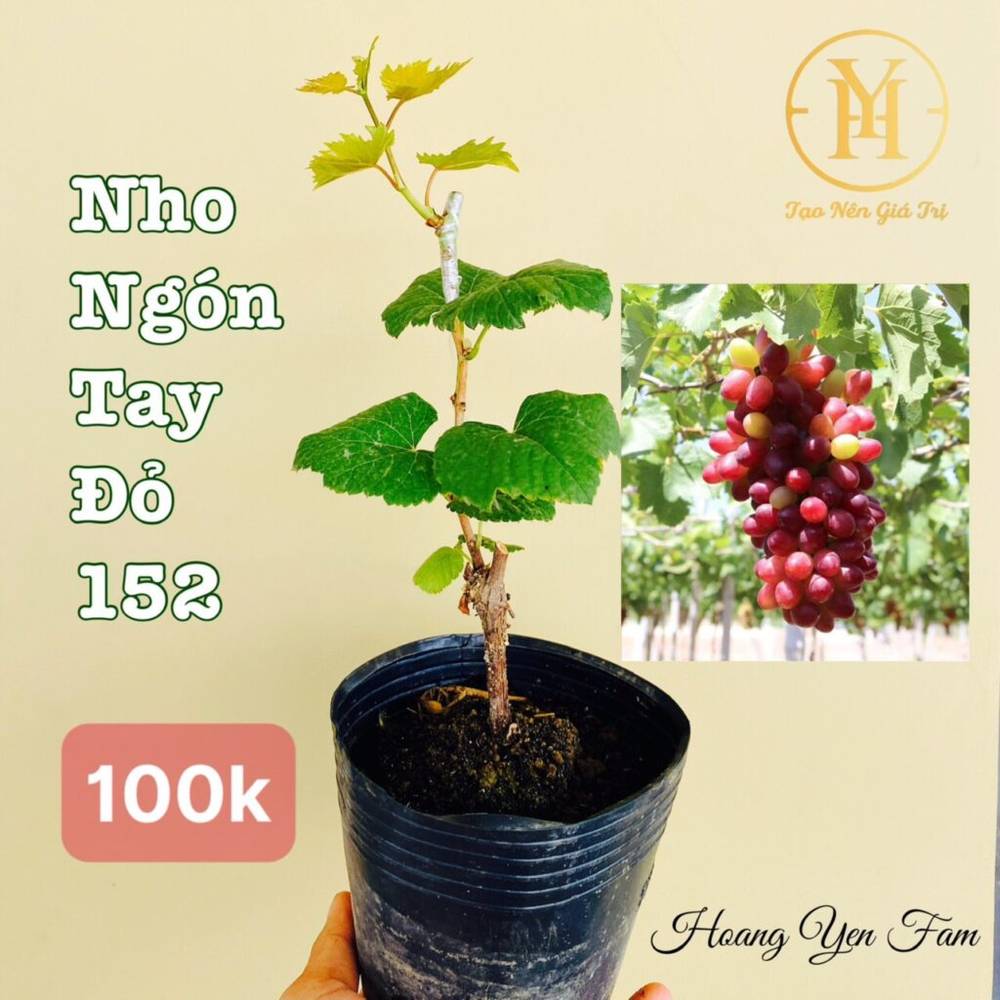 cây nho giống