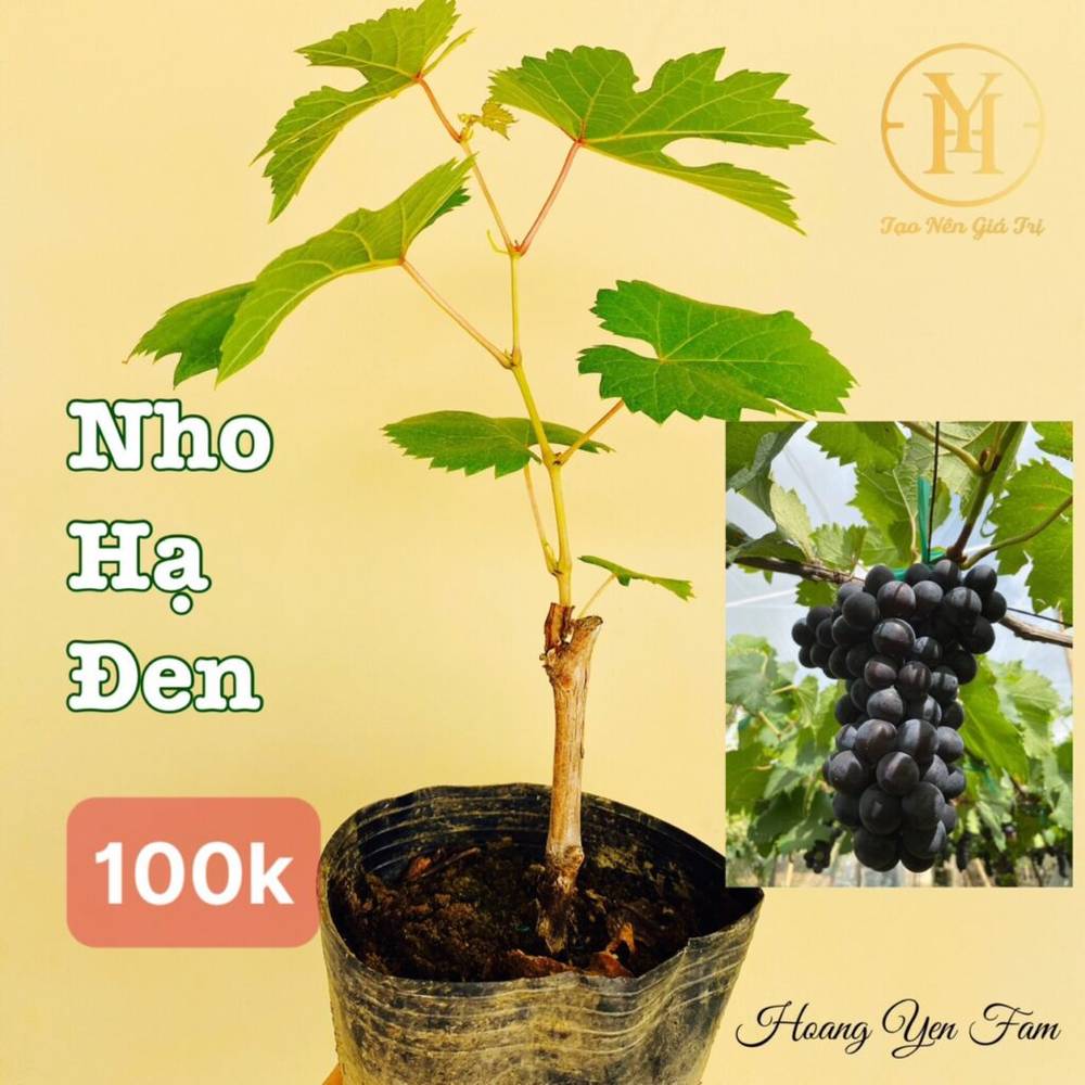 cây nho giống