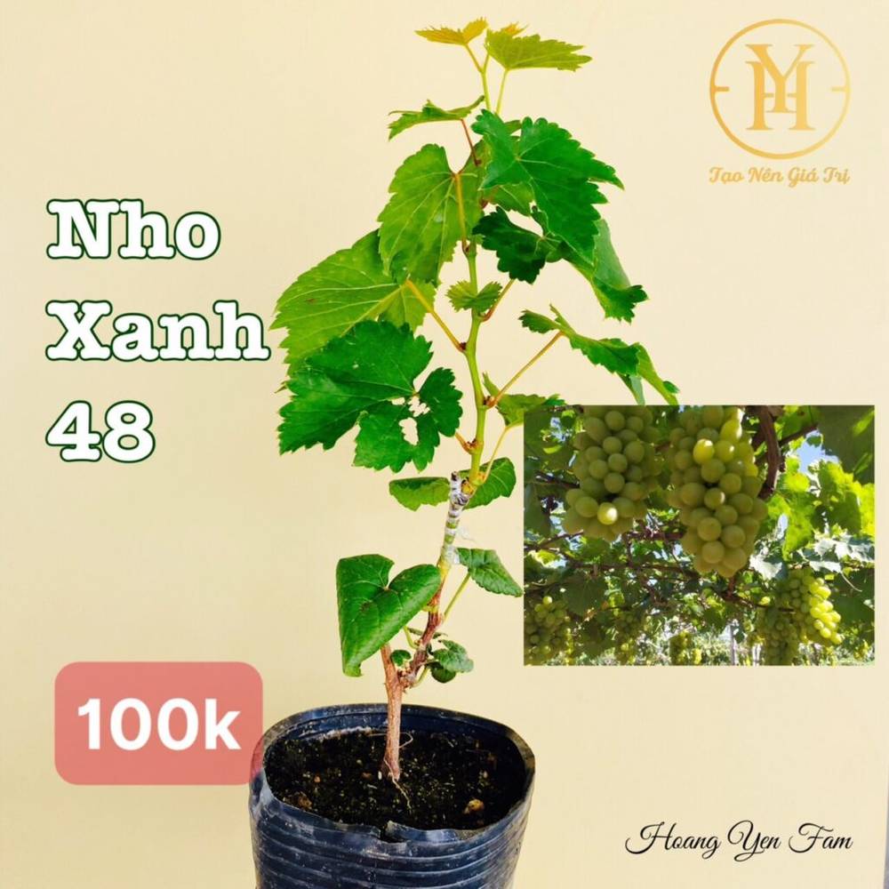 cây nho giống